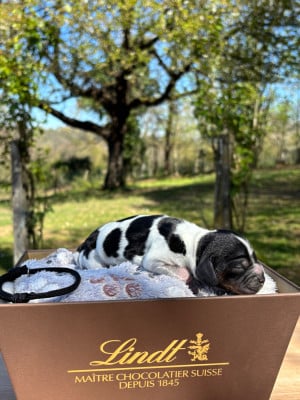 Les chiots de Cocker Spaniel Anglais