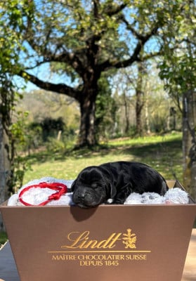 Les chiots de Cocker Spaniel Anglais