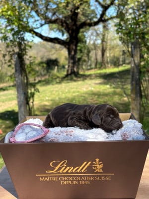 Les chiots de Cocker Spaniel Anglais