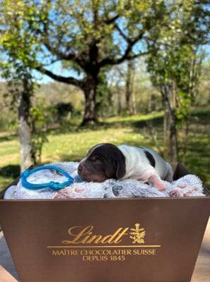 Les chiots de Cocker Spaniel Anglais