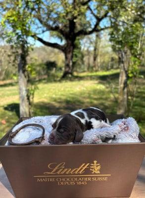 Les chiots de Cocker Spaniel Anglais