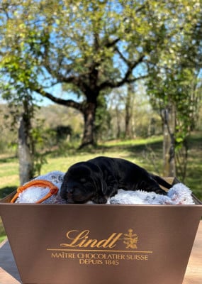 Les chiots de Cocker Spaniel Anglais