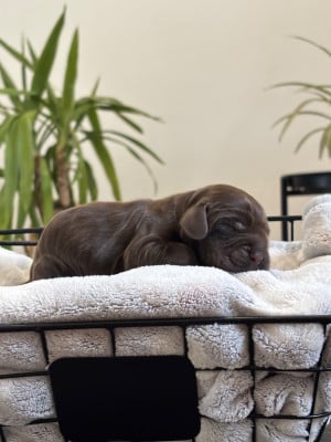 Les chiots de Cocker Spaniel Anglais
