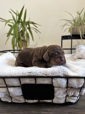 Les chiots de Cocker Spaniel Anglais