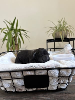 Les chiots de Cocker Spaniel Anglais