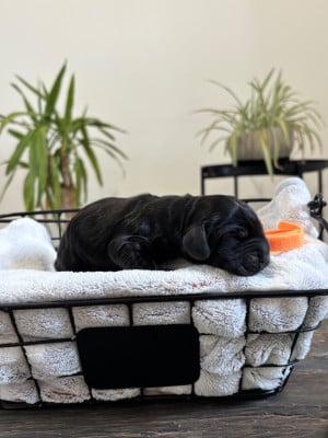 Les chiots de Cocker Spaniel Anglais