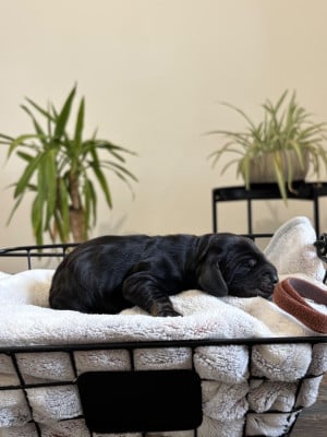 Les chiots de Cocker Spaniel Anglais