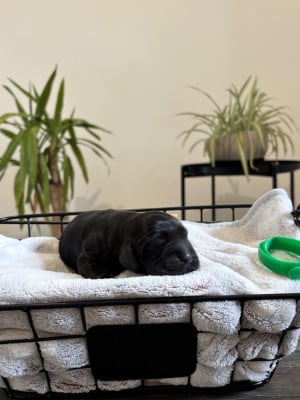 Les chiots de Cocker Spaniel Anglais