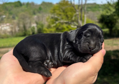 Les chiots de Cocker Spaniel Anglais