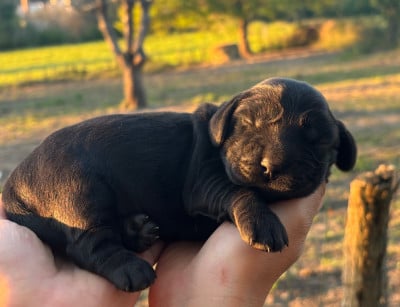 Les chiots de Cocker Spaniel Anglais