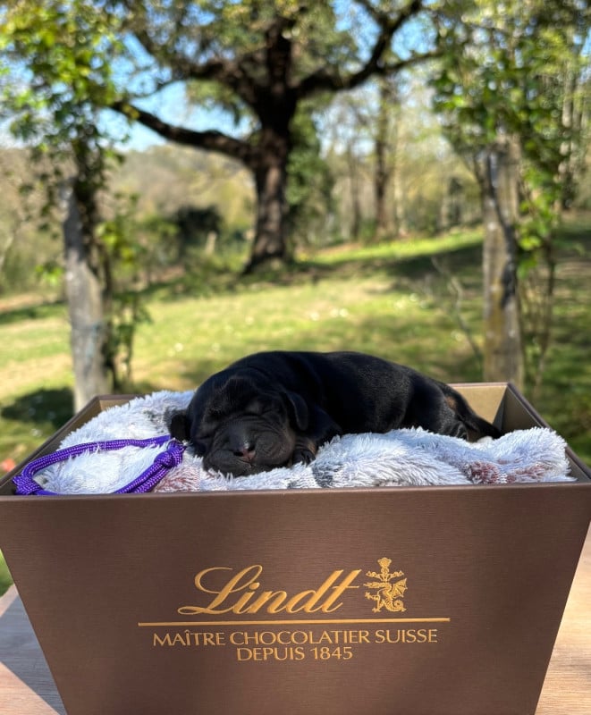 Cocker Spaniel Anglais - Du Mas Destiny