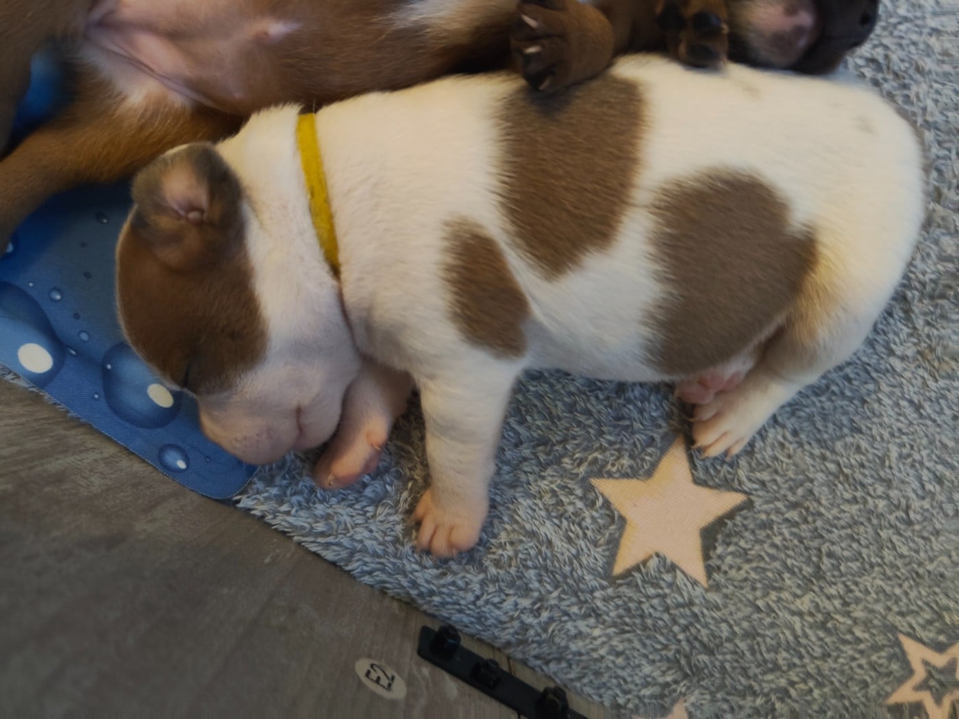 Staffordshire Bull Terrier - Little Grain Of Madness