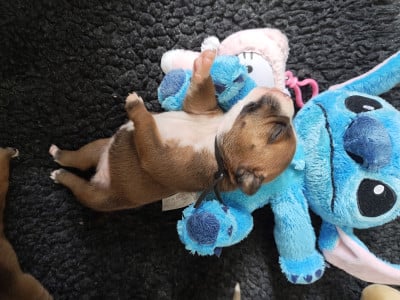 Les chiots de Staffordshire Bull Terrier