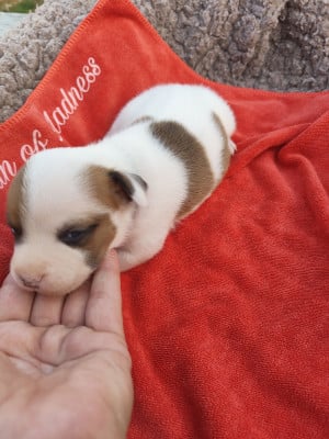 Les chiots de Staffordshire Bull Terrier