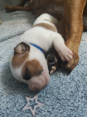 Les chiots de Staffordshire Bull Terrier