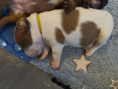 Les chiots de Staffordshire Bull Terrier