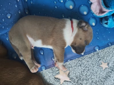 Les chiots de Staffordshire Bull Terrier