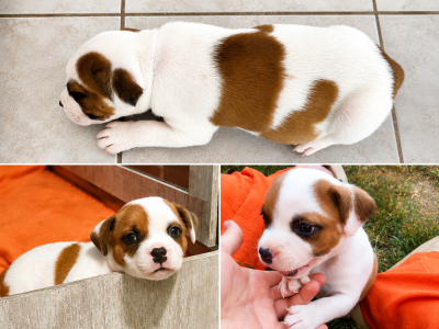 Les chiots de Staffordshire Bull Terrier