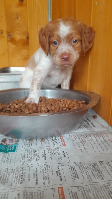 Les chiots de Epagneul Breton