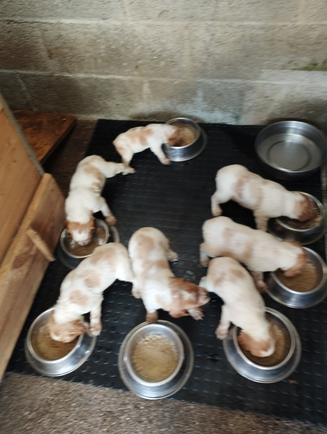 Chiot N°1 - Epagneul Breton
