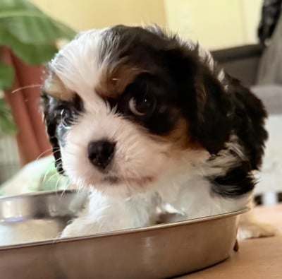 Les chiots de Cavalier King Charles Spaniel