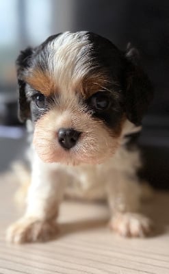Les chiots de Cavalier King Charles Spaniel