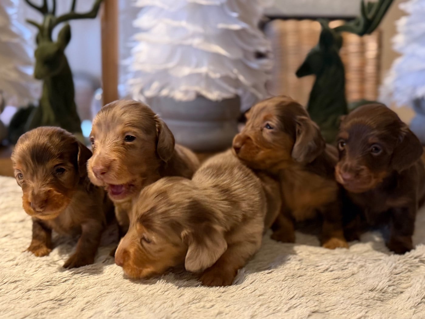Teckel poil long - De La Cour Des Iles