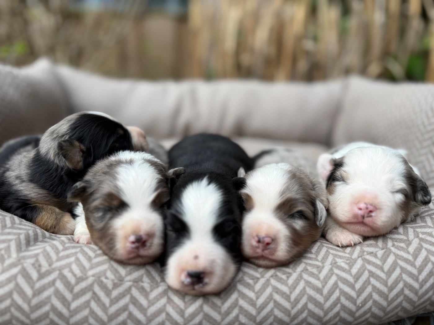 Berger Américain Miniature  - De La Cour Des Iles