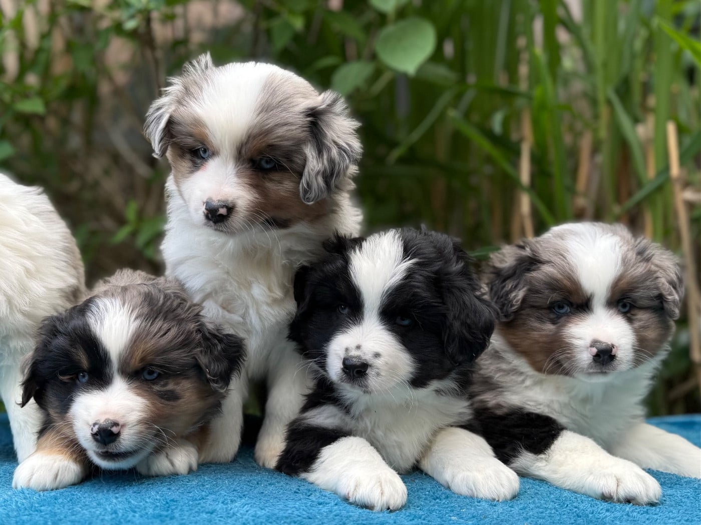 Berger Américain Miniature  - De La Cour Des Iles