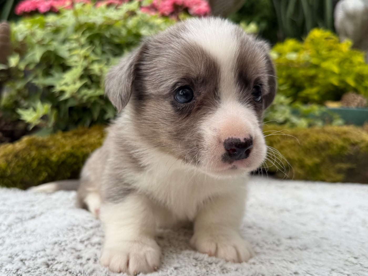 Welsh Corgi Cardigan - De La Cour Des Iles