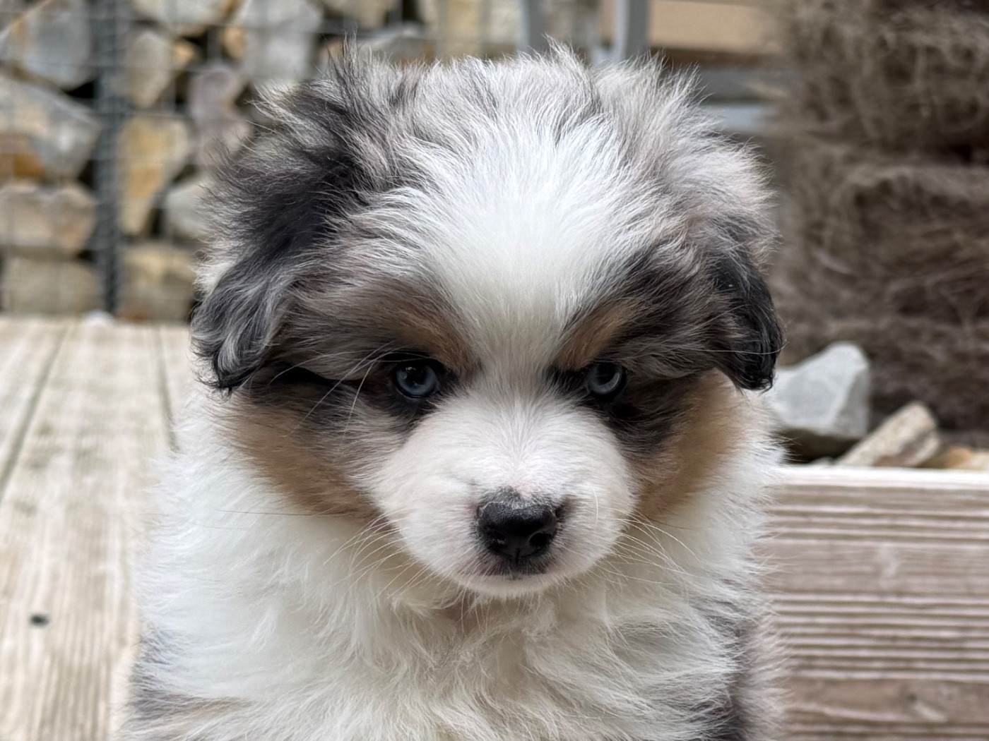 Chiot N°4