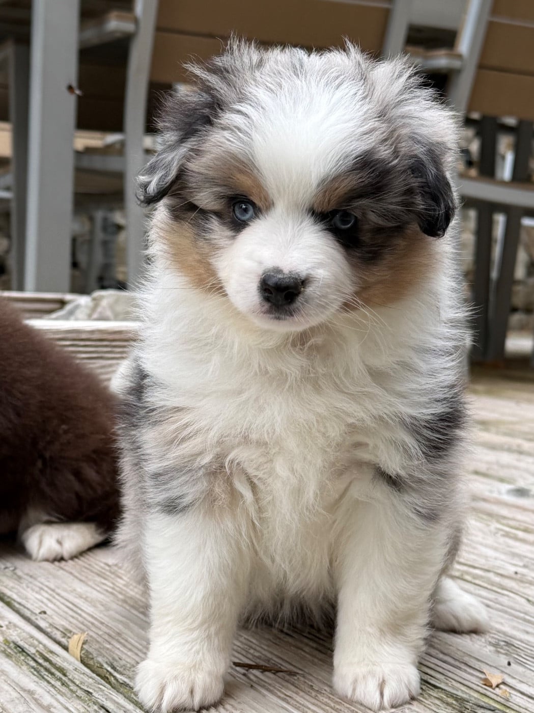 Chiot N°4