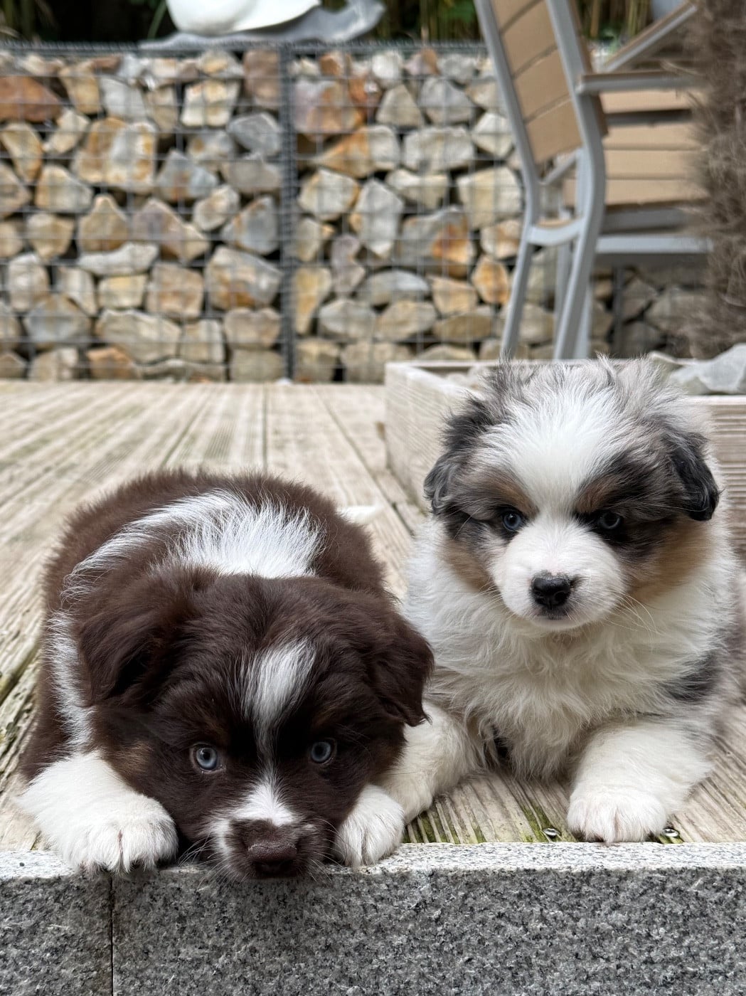 Chiot N°4