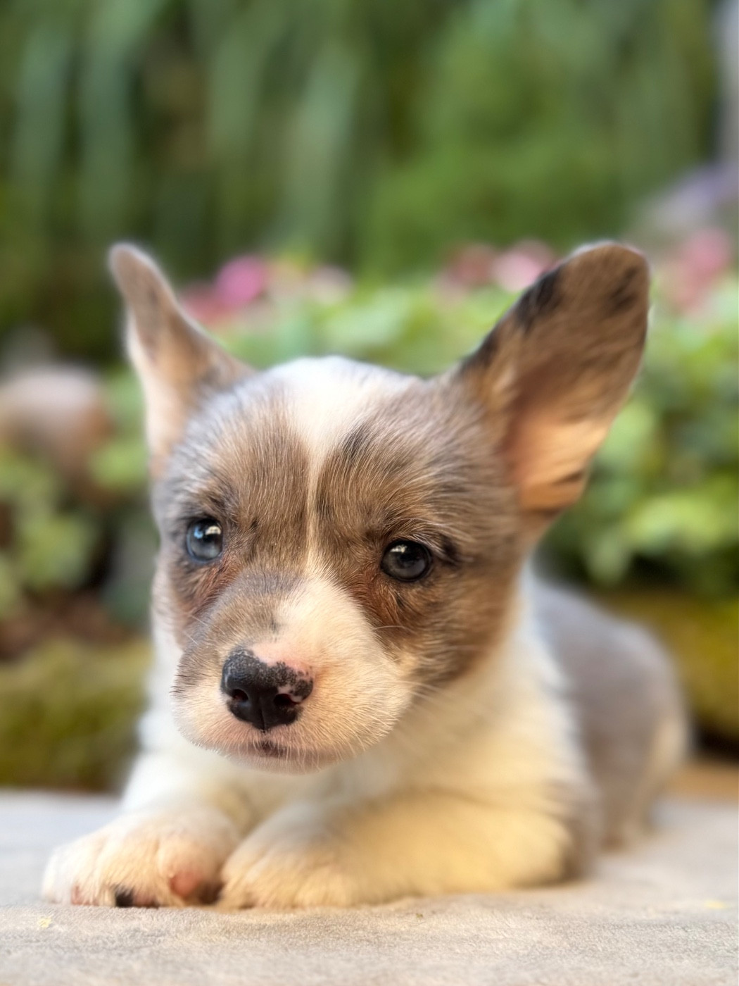 Chiot N°4