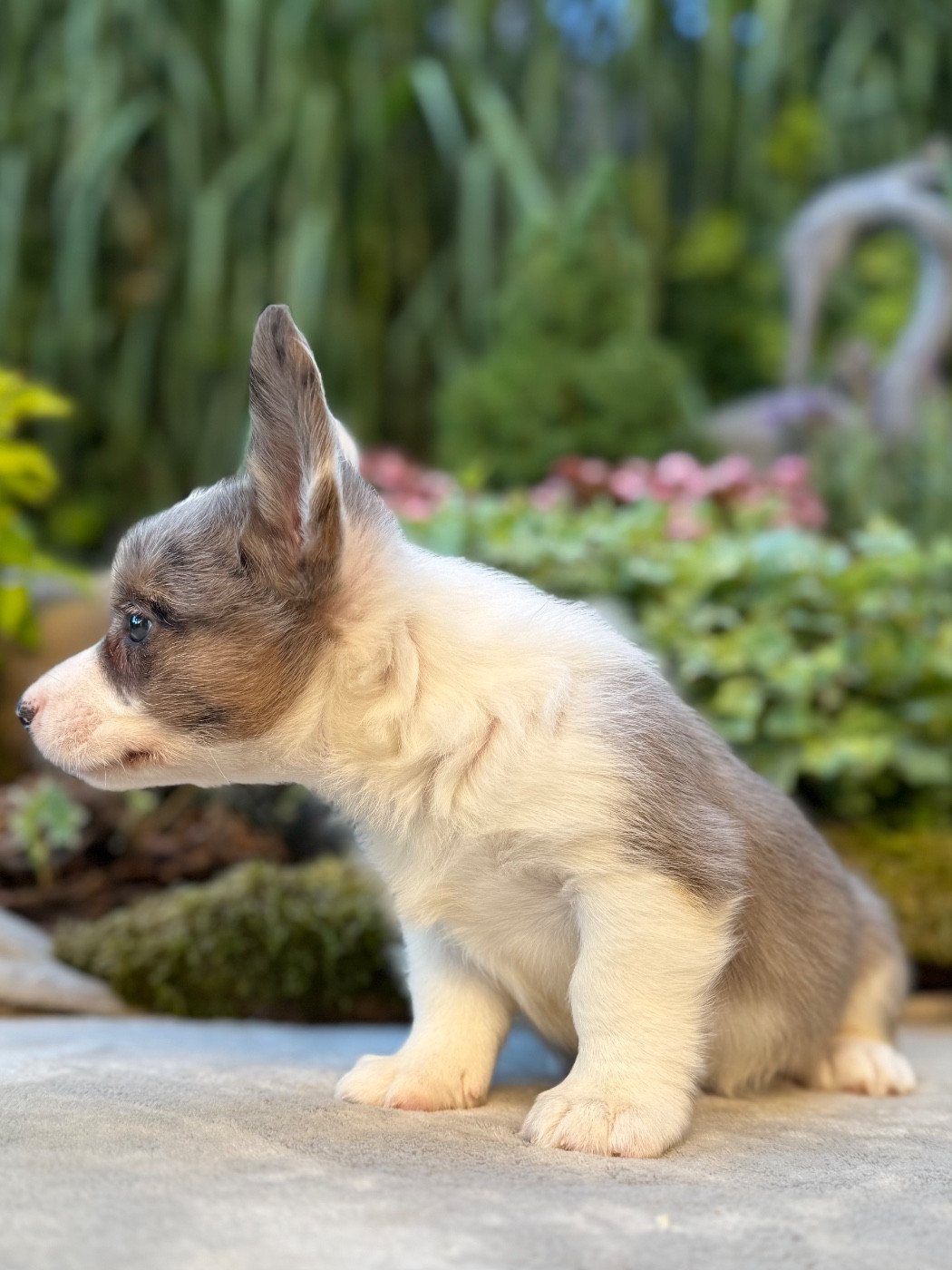 Chiot N°4