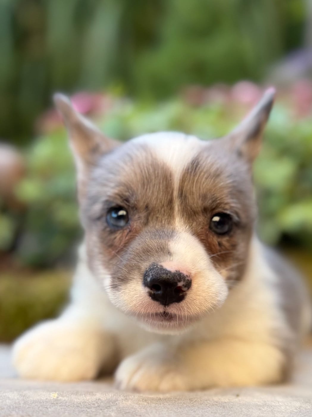 Chiot N°4