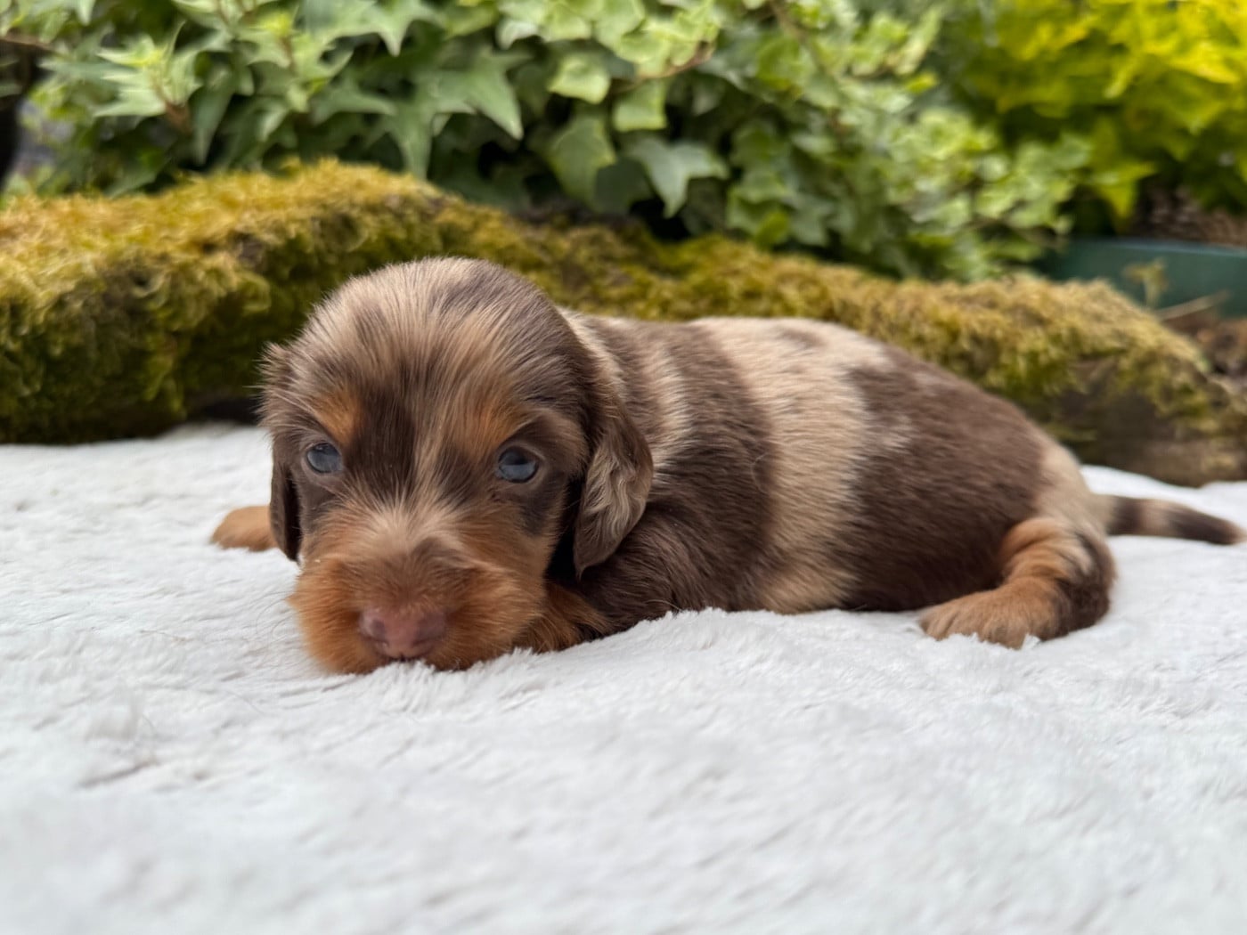 Chiot N°1
