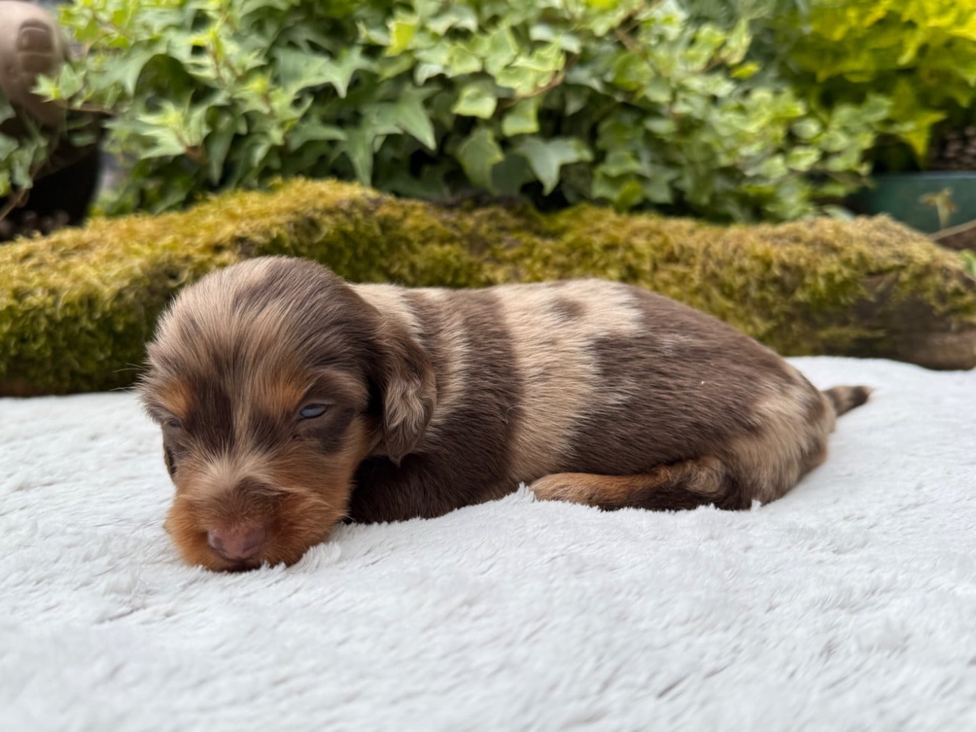 Chiot N°1
