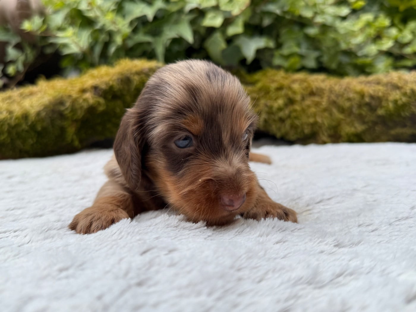 Chiot N°1