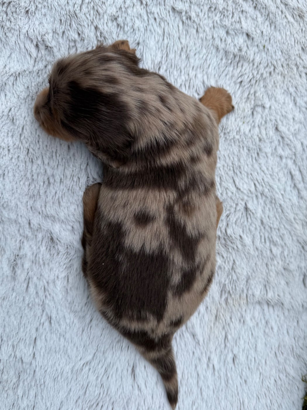 Chiot N°1