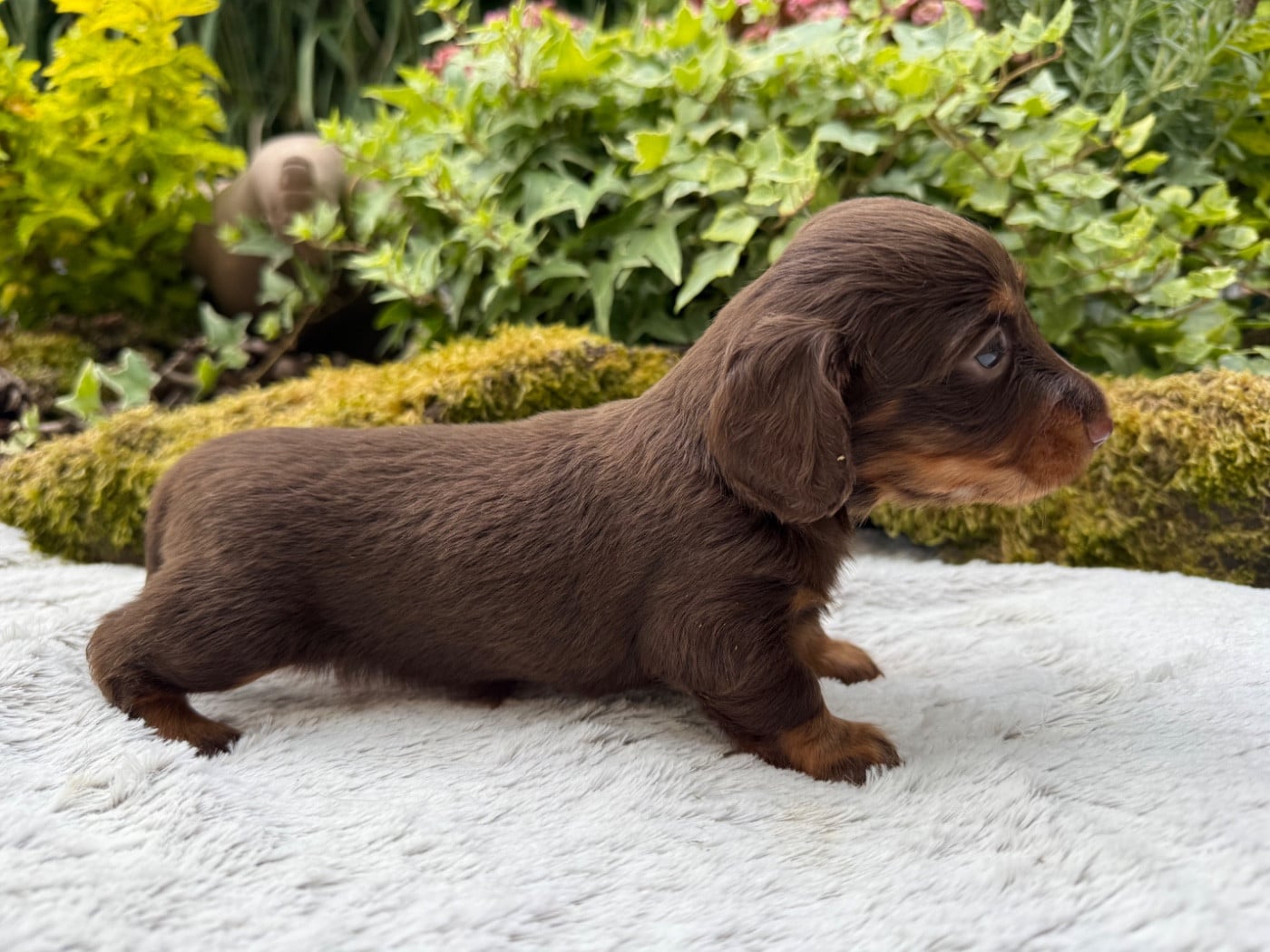 Chiot N°2
