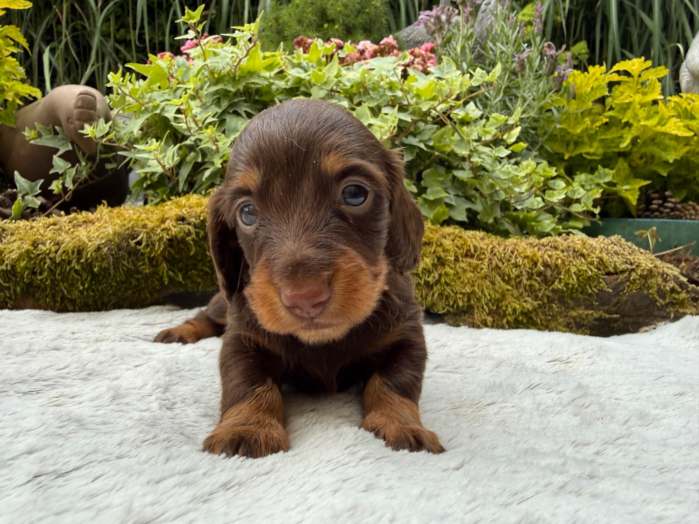 Chiot N°2