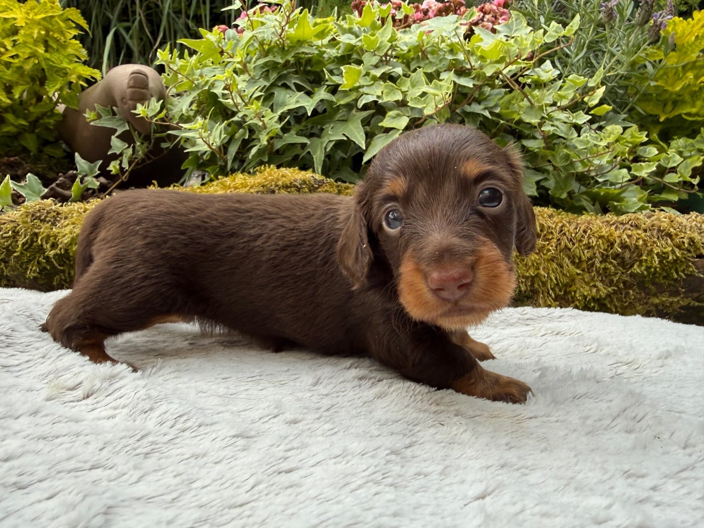Chiot N°2