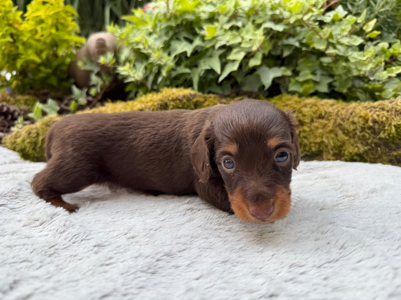 Chiot N°2
