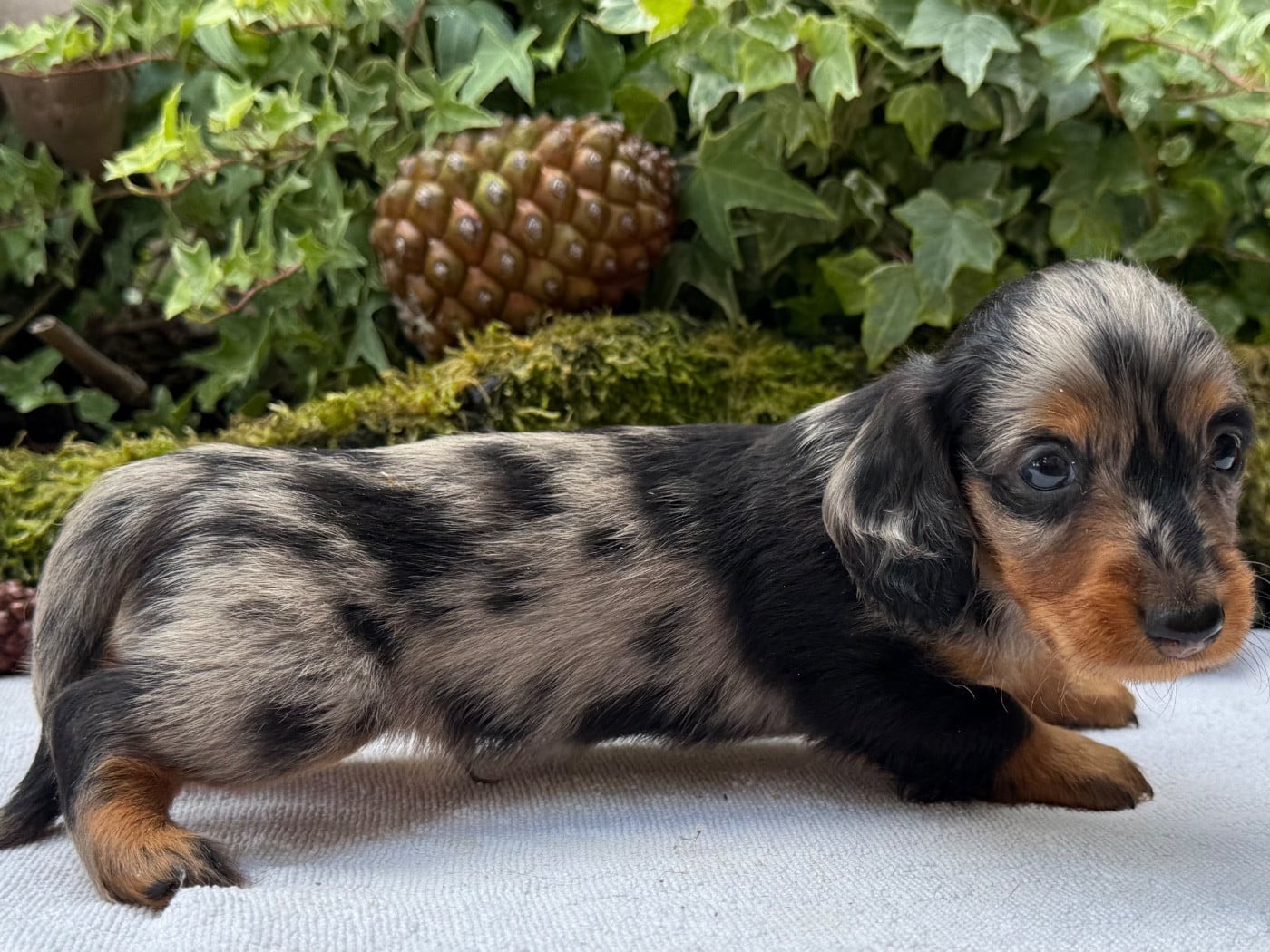 Chiot N°1