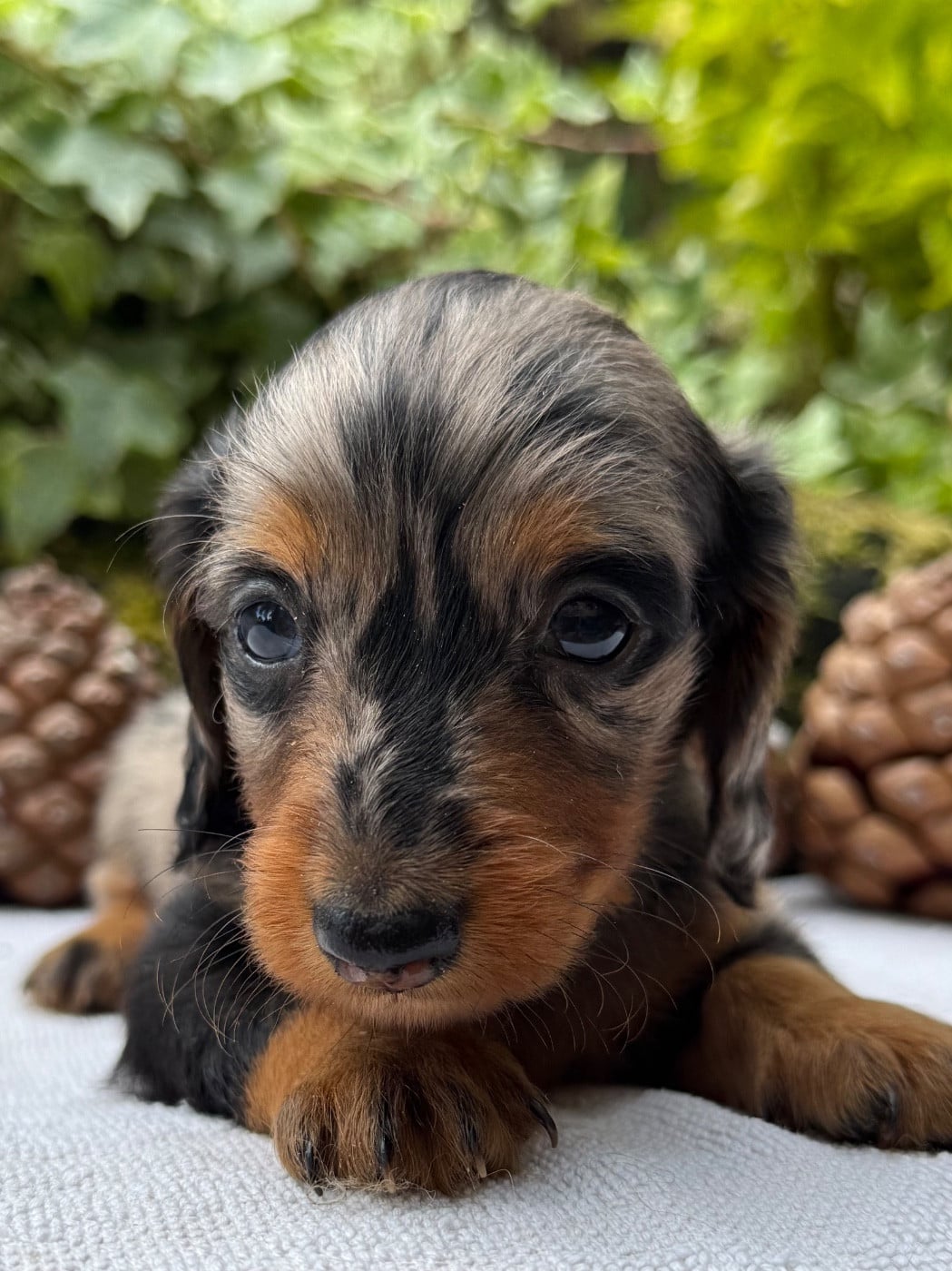 Chiot N°1