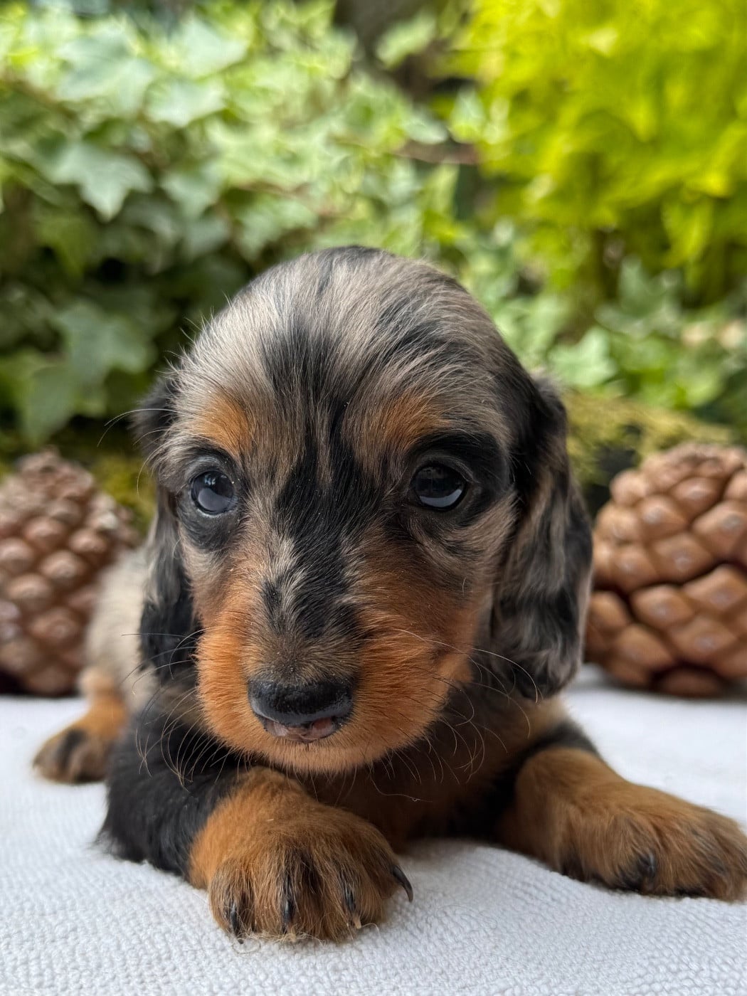 Chiot N°1