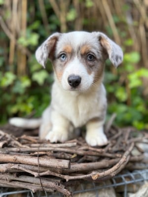 Les chiots de Welsh Corgi Cardigan