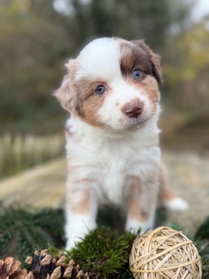 Les chiots de Berger Américain Miniature