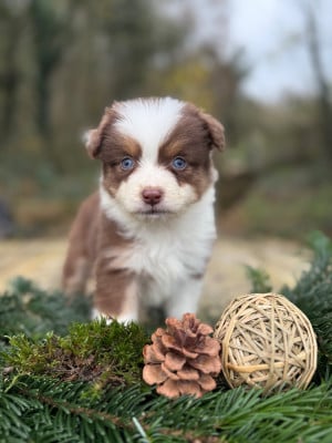 Les chiots de Berger Américain Miniature